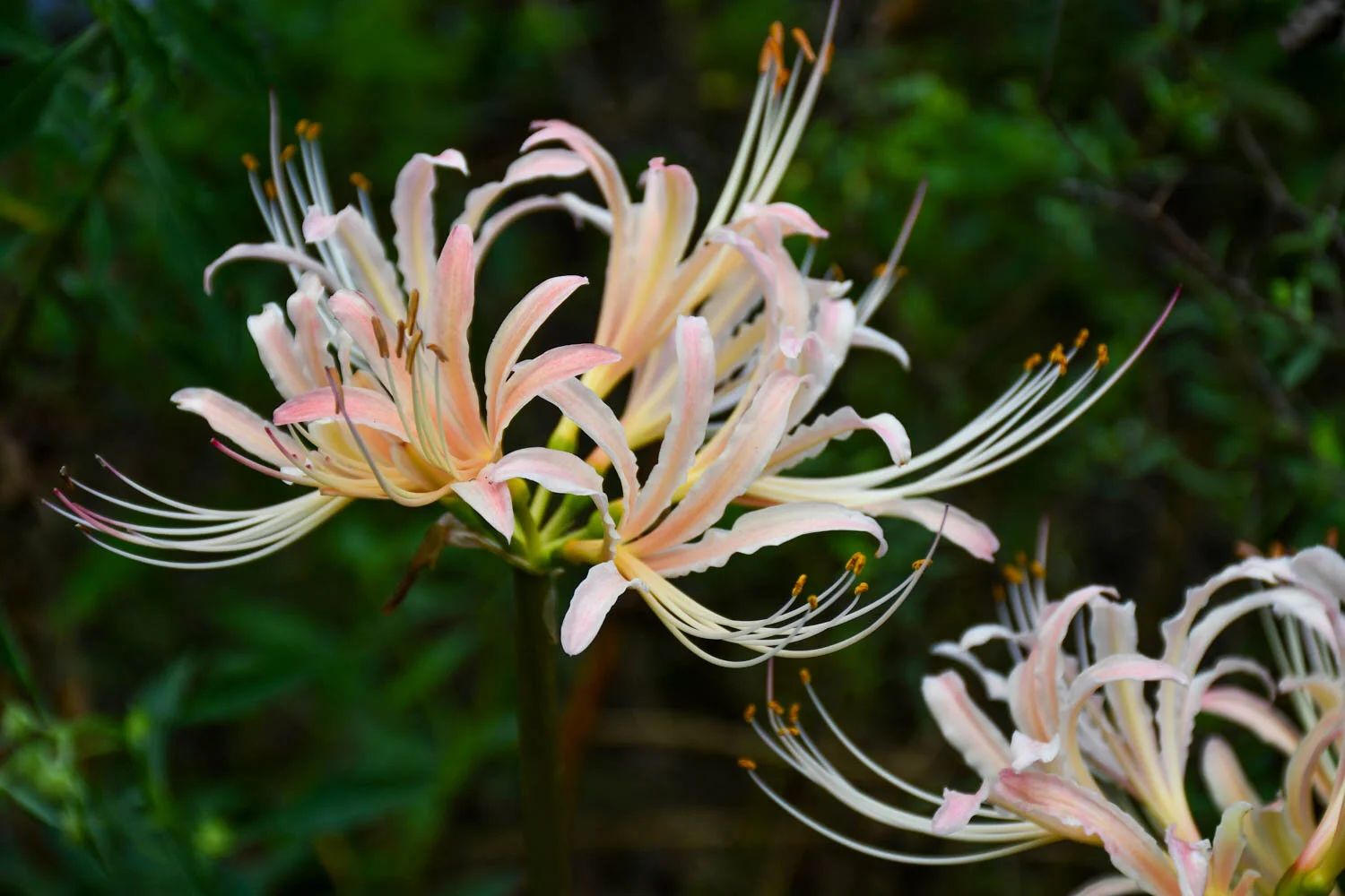 A Peachy Keen Lycoris | Meristem